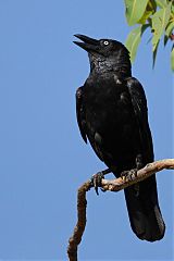 Torresian Crow